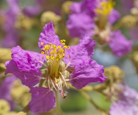 Queen crape myrtleの写真素材