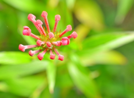 Detail of Lantana  の写真素材