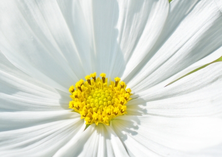 White cosmos の写真素材
