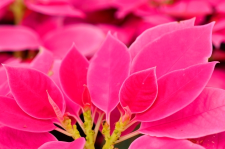 Poinsettiaの写真素材