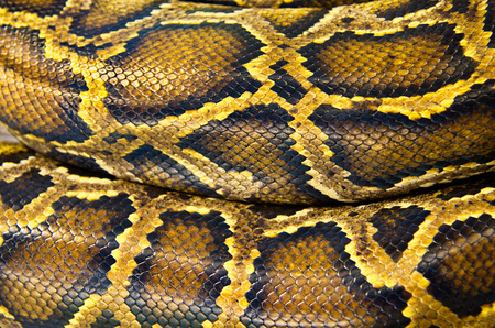 pattern  texture skin of python の写真素材
