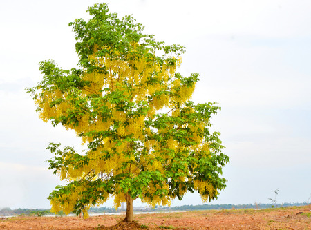 multiplier treeの写真素材