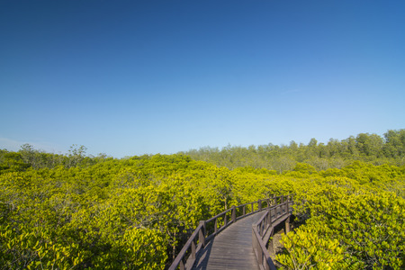 The forest mangrove at Petchaburi, Thailand.の写真素材