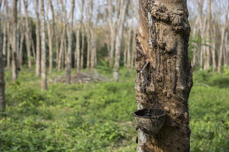 Para wood treesの写真素材