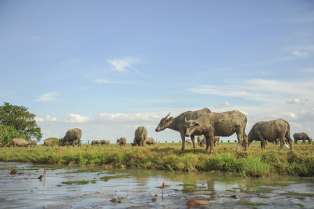 Many Sea Buffalos eating grass in Talay Noi is a river basin at the topmost of Songkla Lake. Phatthalung Province, Thailand.の写真素材