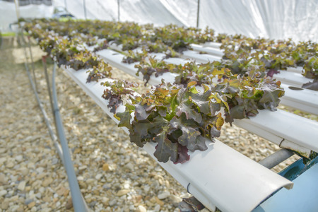 Organic hydroponic vegetable cultivation farm.の写真素材