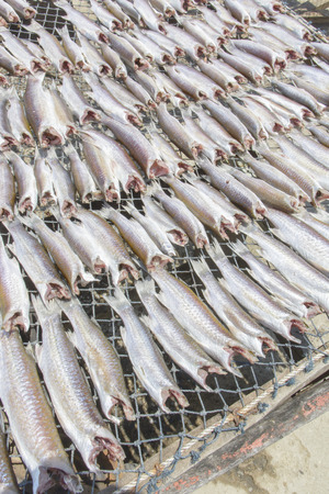 Flathead mullet, Grey mullet, Striped mulletの写真素材