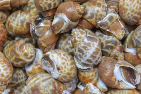 Spotted babylonsの写真素材