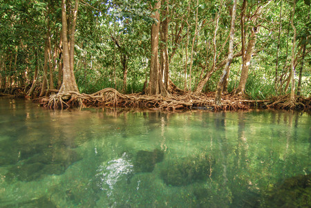 Amazing crystal clear emerald canal with mangrove forest at Tapom Krabi Thailandの写真素材