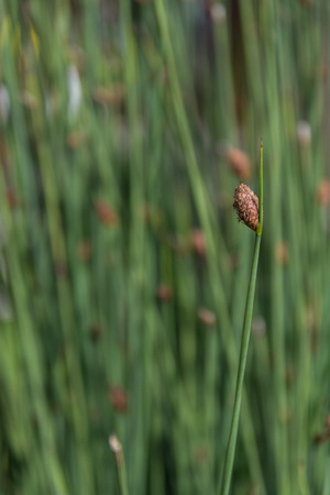 Selective focus of Bulrushes (Lepironia Articulata)