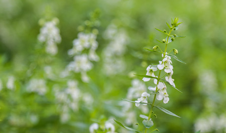 White Salvia sage flower bloom in garden , soft focusの写真素材
