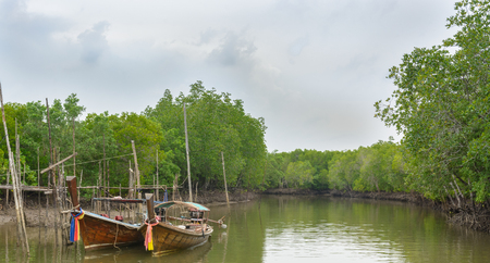Long-tailed boat at mangrove forestの写真素材