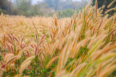 Blurred and motion of grass flowers from windy in the garden.の写真素材