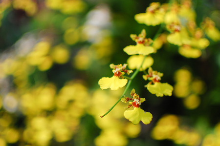 Oncidium Orchid Flowers, Dancing Lady orchid (Oncidium Varicosum, Oncidium Goldiana) Beautiful orchid flowers in a garden. Shallow depth of fieldの写真素材