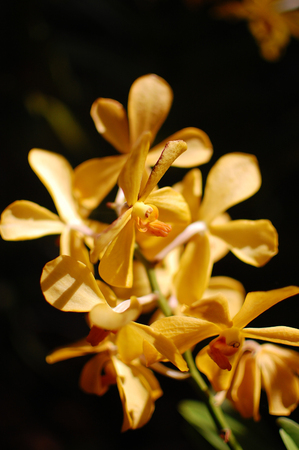 A stem of orange colored orchids in a green outdoor park. The flower is known as Orange Ascocentrum, which is a hybrid cultivar of the Vanda Tessellata.の写真素材