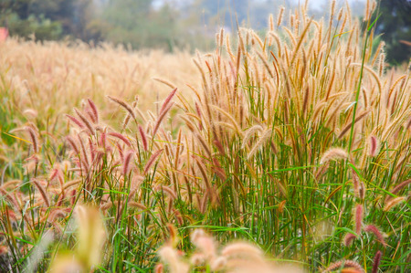 Blurred and motion of grass flowers from windy in the garden.の写真素材