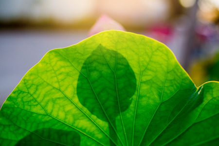 Shadow of Lotus flower on green leaves with sunshine for background.