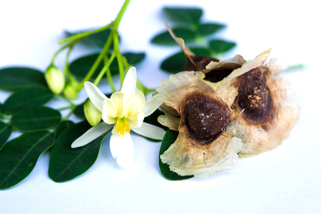Moringa, Moringa oleifera leaves, Moringa seed,flowers and leaves of Moringa on white isolated background. It is a useful herb that can be used to make both leaf and stem.の写真素材