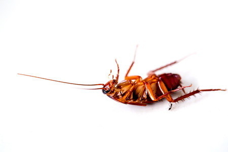 Selective focus to cockroach on white isolated background. It crawling around the kitchen and home.