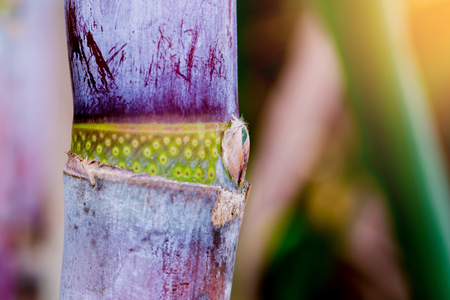 Sugarcane plants in growth at field. It is raw material of sugar production.の写真素材