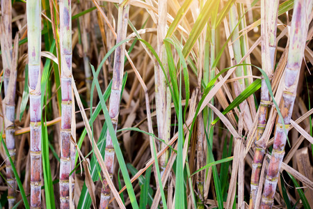 Sugar cane plants in growth at field. It is raw material of sugar production.の写真素材