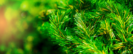 Close up green Christmas tree with Christmas holiday background.