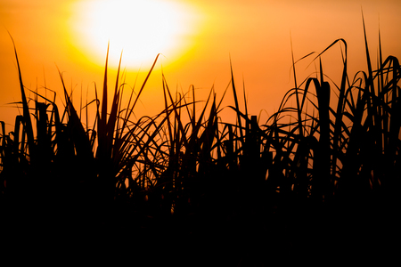 Sunset over sugar cane field. Sugarcane field with isolated background.の写真素材
