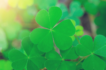 Creeping woodsorrell (Oxalis corniculata), green leaf clover with blurry soil and shine. luckyの写真素材