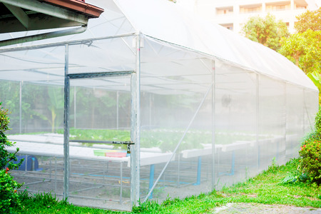 organic vegetable growing farm. vegetables are fresh and clean from chemicals.の写真素材