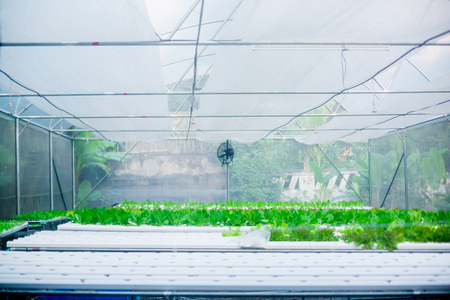 organic vegetable growing farm. vegetables are fresh and clean from chemicals.の写真素材