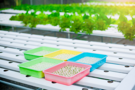 Sapling and organic vegetable growing farm. vegetables are fresh and clean from chemicals.の写真素材