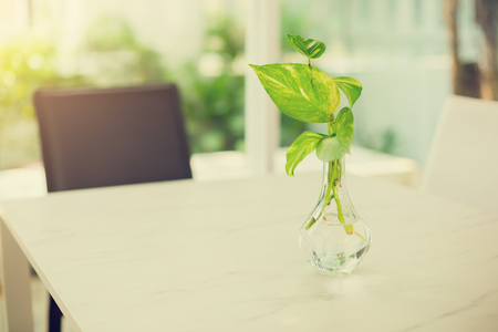 selective focus of golden pothos tree in the glass vase on white table for decorate house or cafe.の写真素材