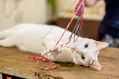 white cat sleeping and playing on wooden table in houseの写真素材