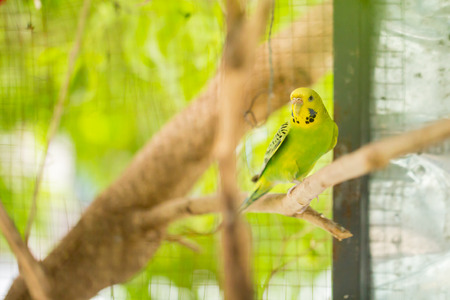 Green budgerigar parrot close up sits on tree branch in cage. Cute green budgie