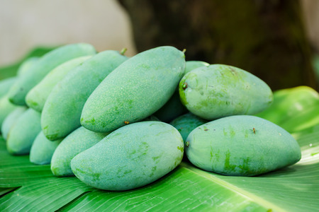 tropical Thai green mango is popular fruit on banana leaf, mango has a unique flavor with sour tasty and high vitamin C, good for for healthy and dietary.の写真素材