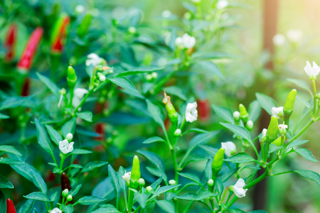 red chili peppers and green chili peppers with blurry green leaf and white flowers, raw materials for cooking to be spicy or Thai food, the concept of fresh food ingredients, selective focus.の写真素材