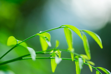 selective focus to nature view of green leaf on blurred greenery background with sunlight in garden with copy space using as background natural green plants landscape, the concept of fresh wallpaper.の写真素材