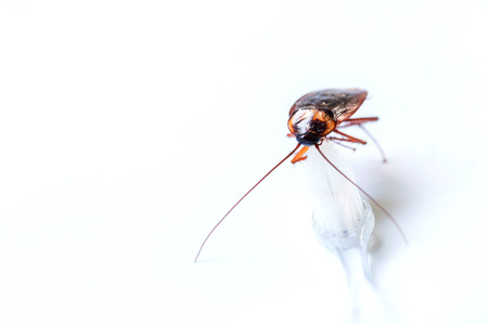 Close up Cockroach on toothbrush isolated on white background (Isolated background), cockroach are...