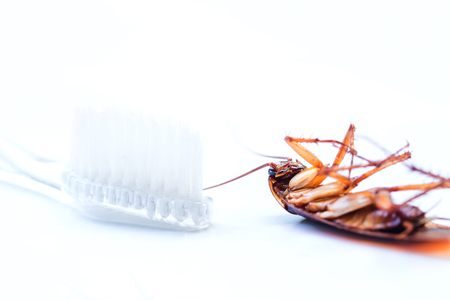Close up Cockroach on toothbrush isolated on white background (Isolated background), cockroach are on the toothbrush in the bathroom dirt is a source of germs, Insects and germs conceptsの写真素材