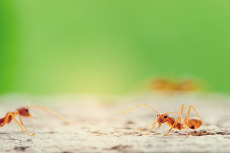 Macro shot of red ant in nature with selective focus. The conception of leadership and teamwork.の写真素材
