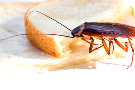 Close up of cockroach on a slice of bread, Cockroach eating whole wheat bread on white...