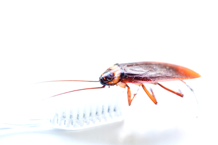 Close up Cockroach on toothbrush isolated on white background (Isolated background), cockroach are on the toothbrush in the bathroom dirt is a source of germs, Insects and germs conceptsの写真素材