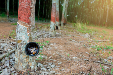rubber tree and bowl or pot filled with latex in plantation, natural tunnel of rubber plantation at sunset, tapping for rubber at rubber farm in Rayong, Thailandの写真素材