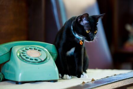 Retro rotary telephone on wood table and black cat sitting on wooden table. Vintage and pet concept. selective focus.の写真素材