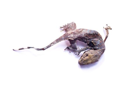 Dried gecko isolated on white background. Dried gecko selling for medical purposes in chinese pharmacy. Traditional in east asia believe that gecko is medicine.の写真素材