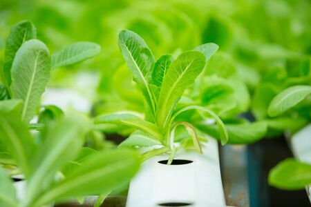 organic vegetable growing farm. vegetables are fresh and clean from chemicals.の写真素材