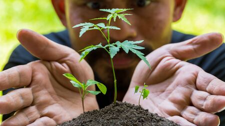 Seedling in hands with blurry face man, growth concept, startup concept, spring concept, nature and...