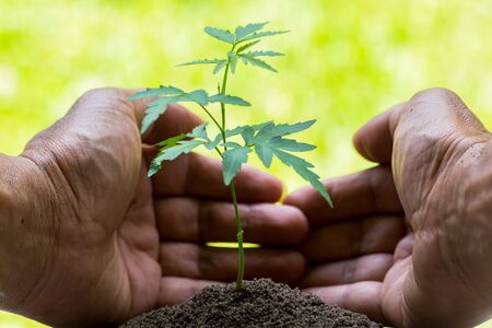 seedling in hands  with abundance soil and blurry green background with sun light, growth concept,...