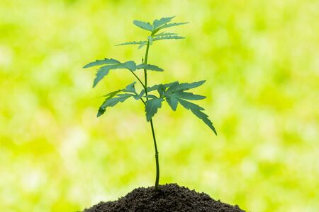 Seedling and abundance soil blurry green background with sun light, growth concept, startup concept,...