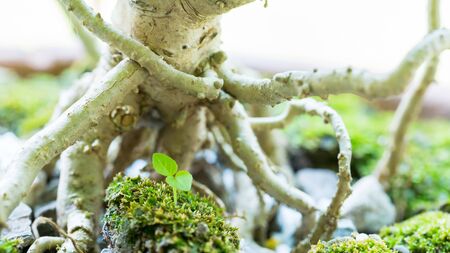 Small seedling surrounded with blurry big roots of tree. Unequal competition concepts. Start up...
